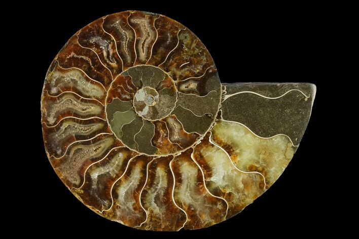 Agatized Ammonite Fossil (Half) - Madagascar #139651